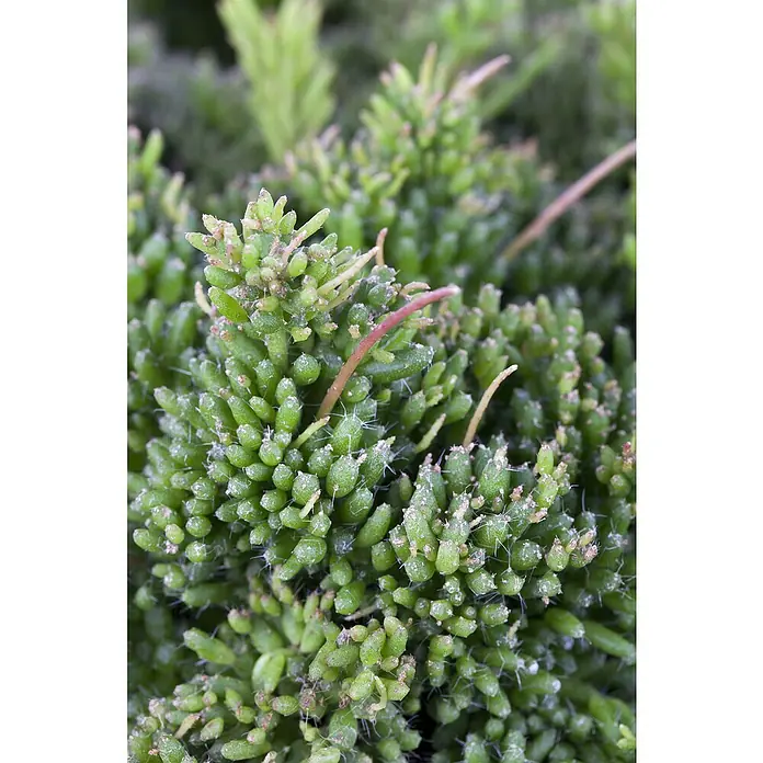 Piardino Rutenkaktus - Rhipsalis mesembryanthemoides, Topfgröße: 12 cm - Stimmungsaufnahme