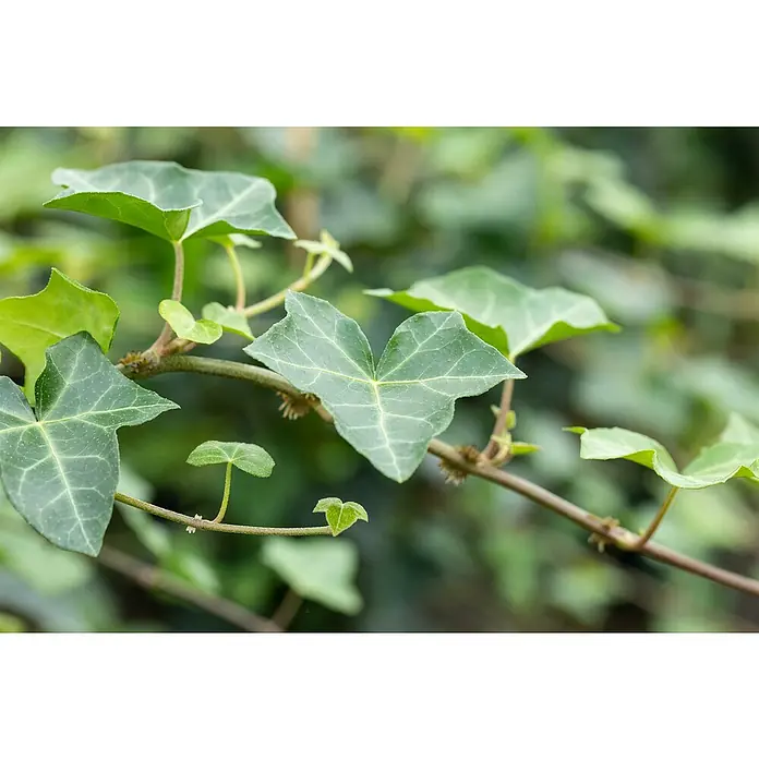 Piardino Efeu Ampel - Hedera helix, Topfgröße: 18 cm - Stimmungsaufnahme