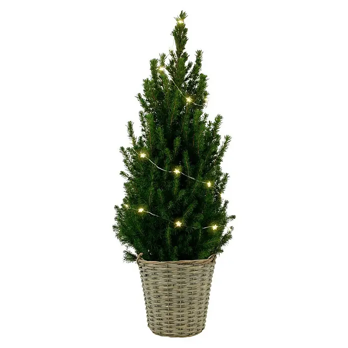 Piardino Picea glauca Conica kerstboom - Potmaat: 19 cm - Vooraanzicht