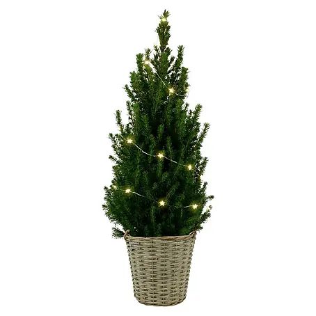 Piardino  Picea glauca Conica kerstboom