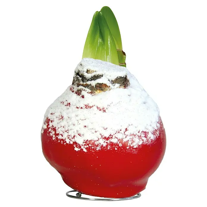 Piardino Amaryllis Beschneit - Hippeastrum, Wachs, Sortenabhängig - Vorderansicht