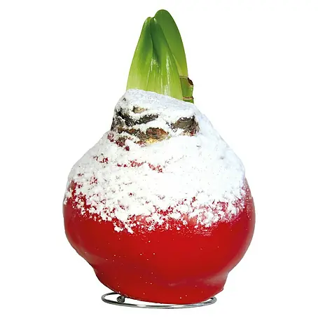Piardino  Amaryllis Beschneit