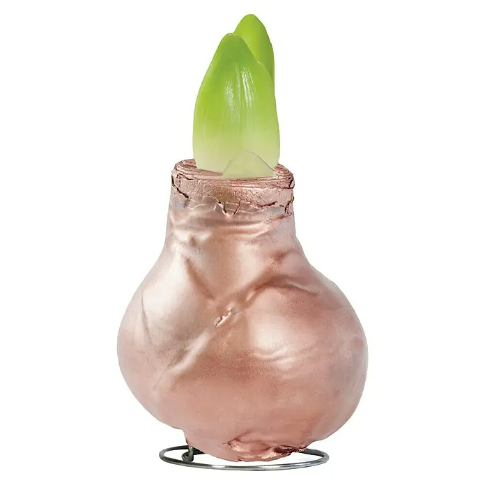 Piardino Amaryllis - Hippeastrum, Wachs, Sortenabhängig - Vorderansicht