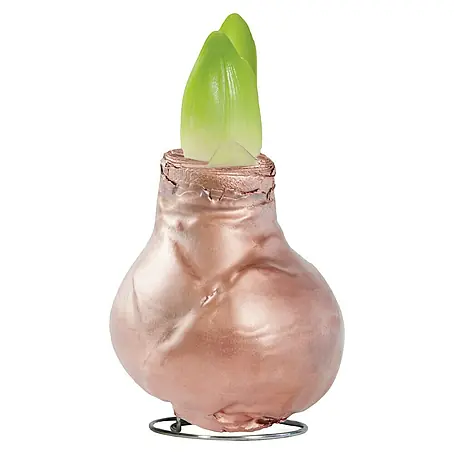 Piardino  Amaryllis