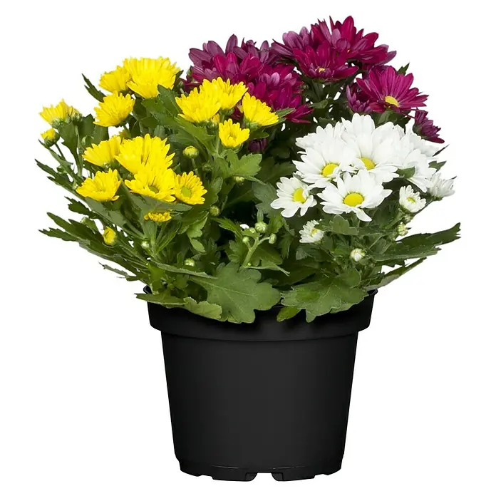 Piardino Herbst-Chrysantheme - Chrysanthemum 'Swifty', Topfgröße: 11 cm, Sortenabhängig - Vorderansicht