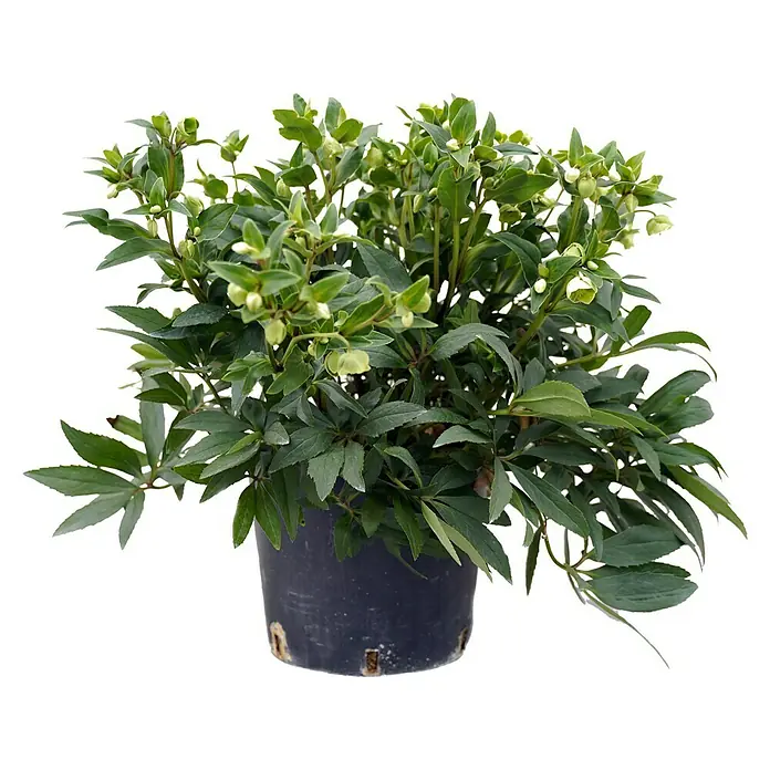 Piardino Christrose - Helleborus 'Winterbells'® - Vorderansicht