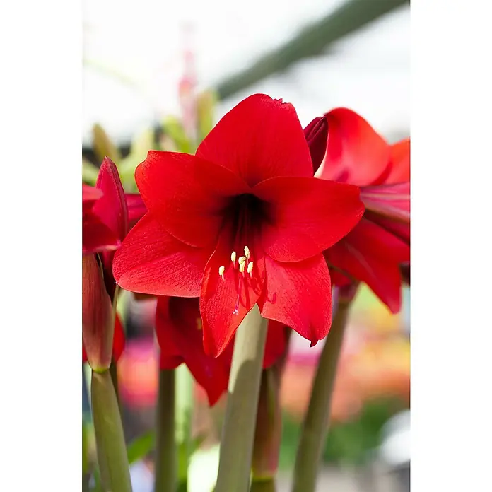 Piardino Pflanzenarrangement Amaryllis im Jumboglas - Hippeastrum - Stimmungsaufnahme