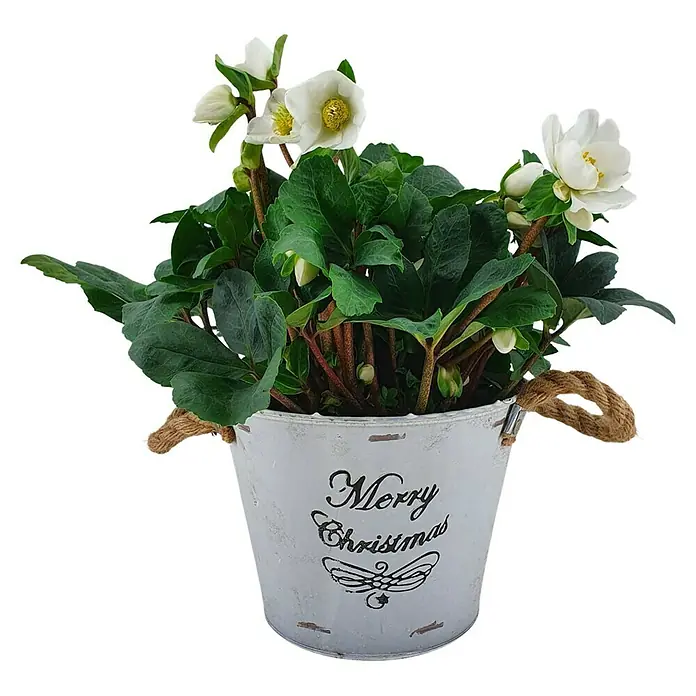 Piardino Christrose im Zinktopf - Helleborus niger, Topfgröße: 17 cm, Weiß - Vorderansicht