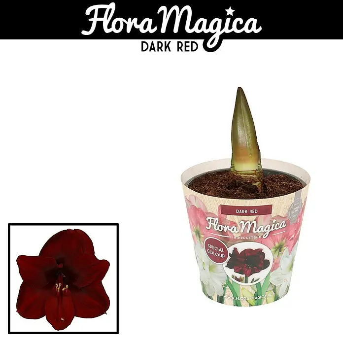 Piardino Amaryllis - Hippeastrum 'Dark Red', Topfgröße: 12 cm, Dunkelrot - Detailaufnahme