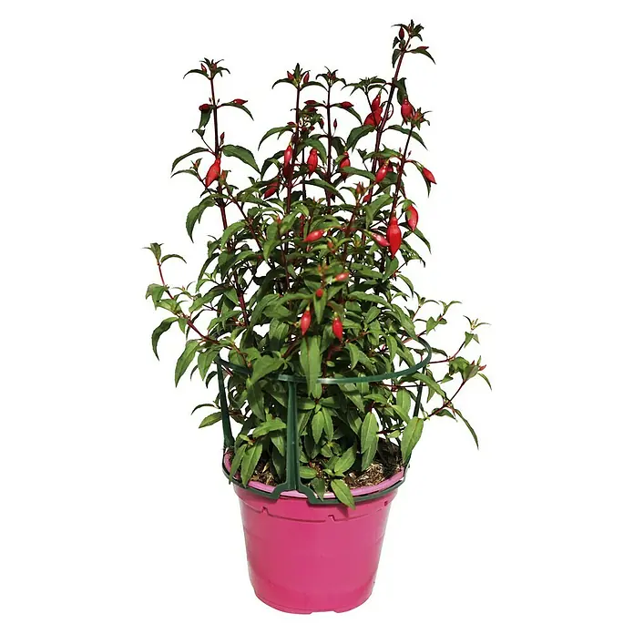 Fucsia - Fuchsia Hybriden, Tamaño de maceta: 11 cm, En función de la variedad - Vista frontal
