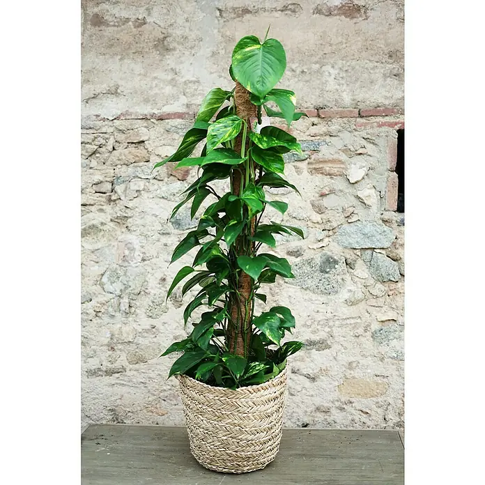 Piardino Poto - Epipremnum aureum, Tamaño de maceta: 24 cm - Foto ambiente