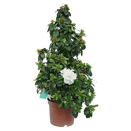 Piardino  Azalea japonesa