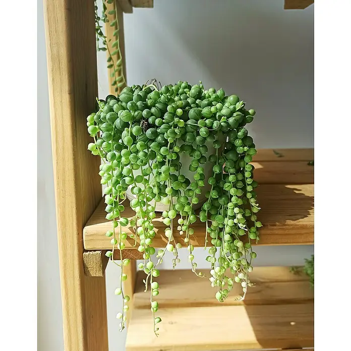 Senecio - Senecio 'Venezia', Tamaño de maceta: 12 cm, Verde - Foto ambiente