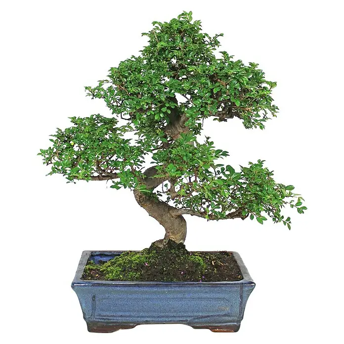 Bonsai - Zelkova parvifolia, Verde - Vista frontal