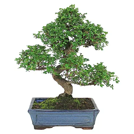 Bonsai