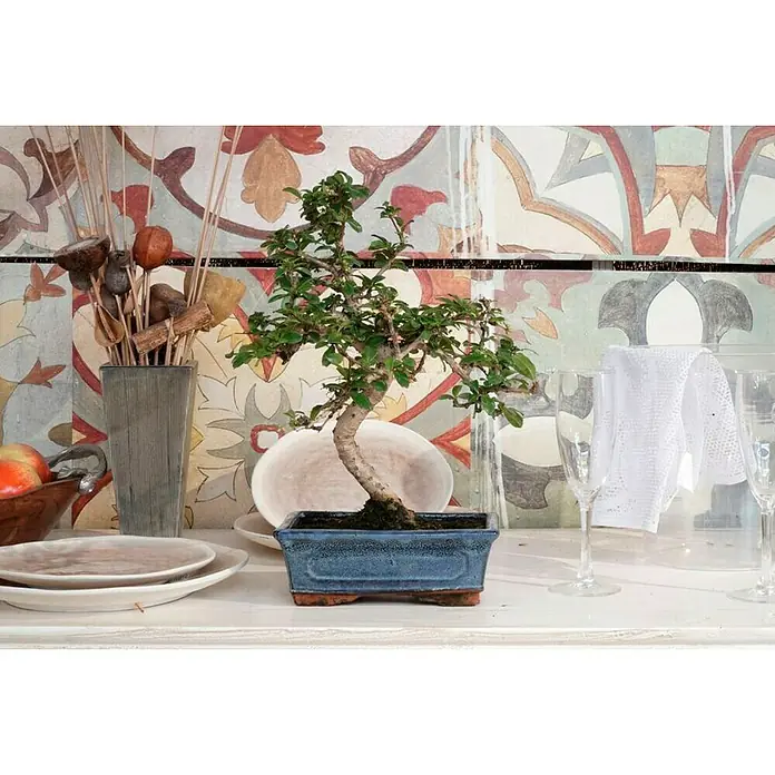 Bonsai - Zelkova parvifolia, Verde - Foto ambiente