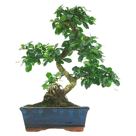 Bonsai