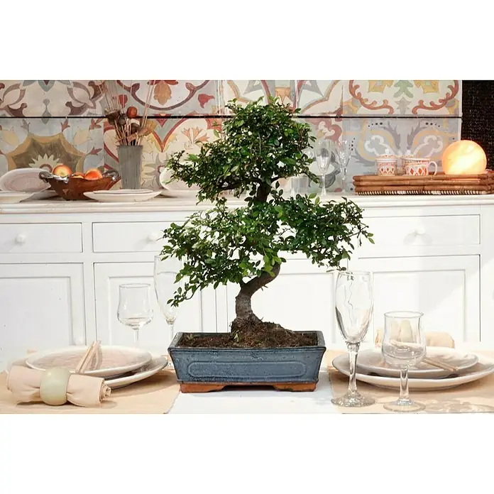 Bonsai - Ficus retusa, Verde - Foto ambiente