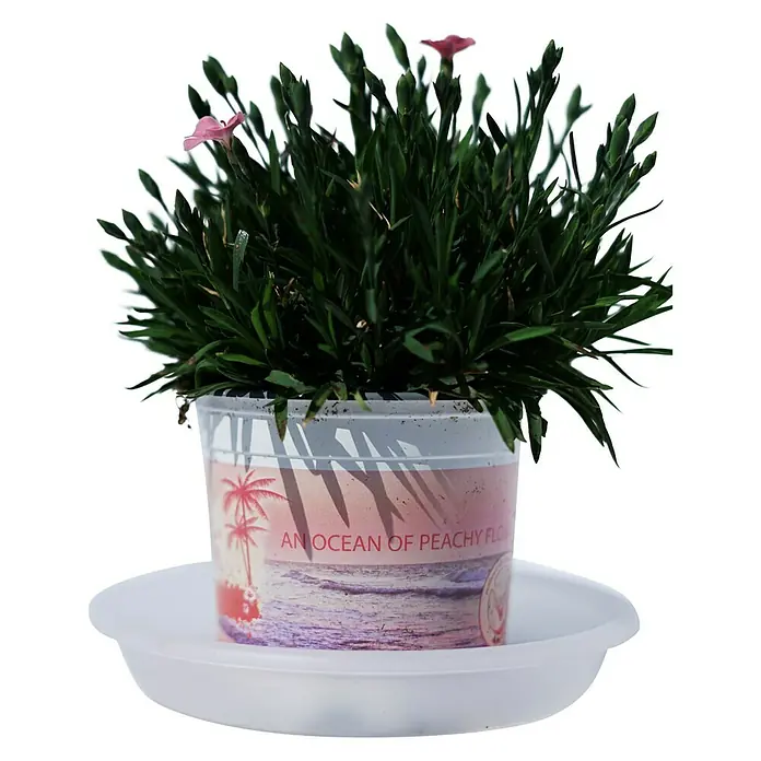 Piardino Clavel - Dianthus caryophyllus, Tamaño de maceta: 20 cm, En función de la variedad - Vista frontal