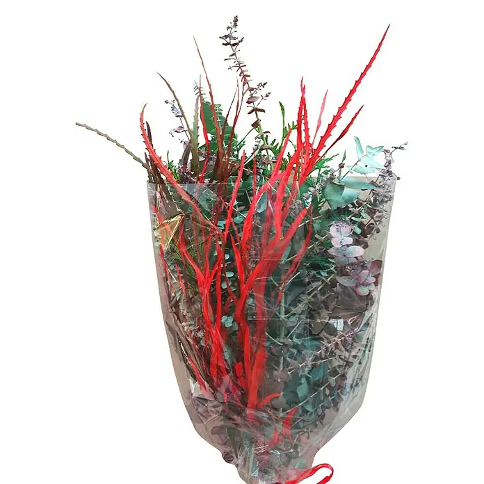 Piardino Eucalipto - Eucalyptus, Tamaño de maceta: 13 cm - Primer plano