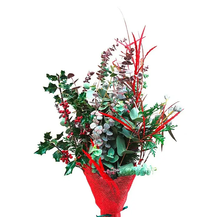 Piardino Eucalipto - Eucalyptus, Tamaño de maceta: 12 cm - Primer plano