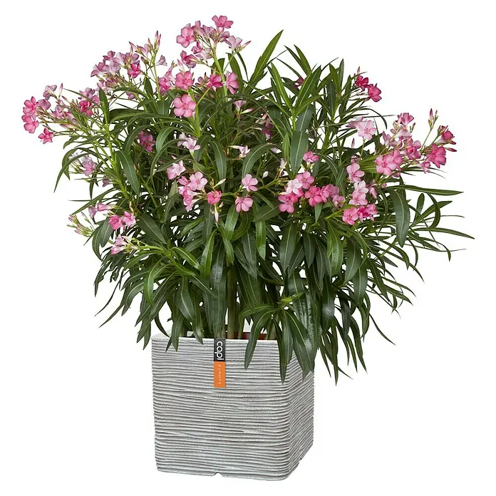 Capi Europe Plantenbak vierkant rib NL - 30 x 30 x 30 cm, Kunststof, Ivoor - Vooraanzicht