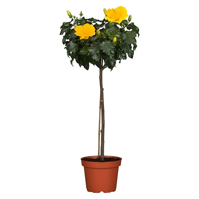 Piardino Garteneibisch - Hibiscus sinensis, Topfgröße: 21 cm, Gelb - Vorderansicht
