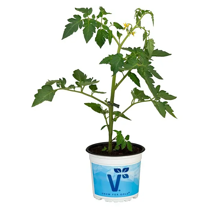 Tomate Bio - Solanum lycopersicum 'Bartelly', 11 cm, Erntezeit: Juli - Oktober - Vorderansicht