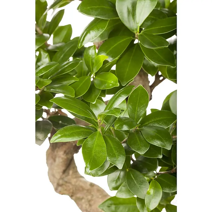 Piardino Chinesische Feige - Ficus microcarpa - Detailaufnahme