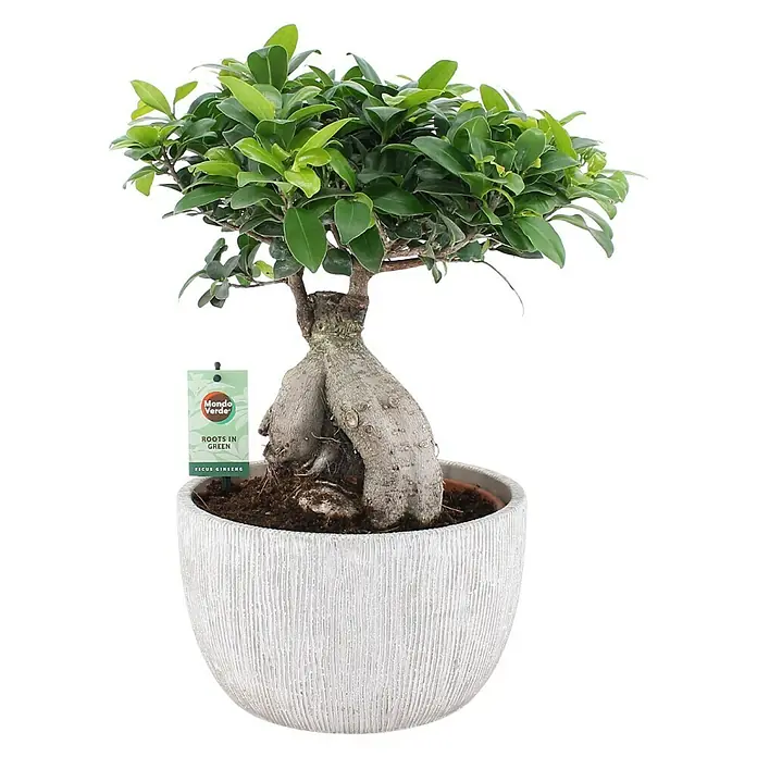 Piardino Chinesische Feige - Ficus microcarpa - Vorderansicht