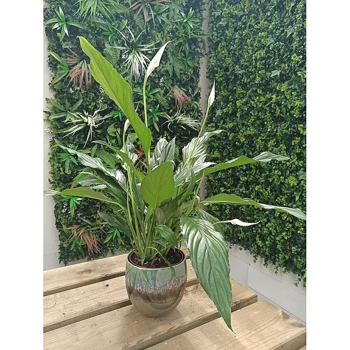Piardino Lirio - Spathiphyllum floribundum, Tamaño de maceta: 13 cm, Blanco - Foto ambiente