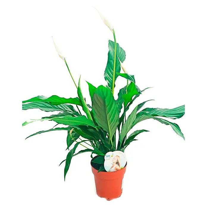 Piardino Spathiphyllum - Spathiphyllum Wallisi, Blanco - Vista frontal