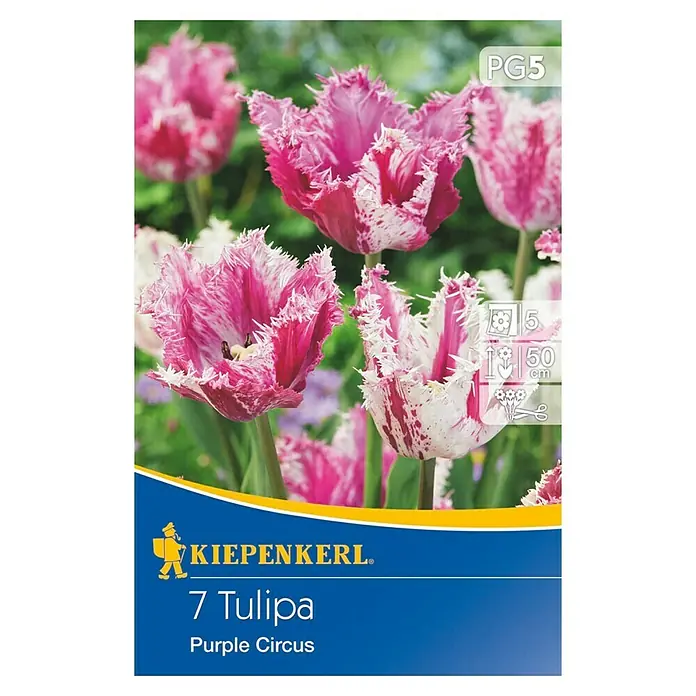 Kiepenkerl Frühlingsblumenzwiebeln Gefranste Tulpe Purple Circus - Tulipa x hybrida, 7 Stk. - Vorderansicht