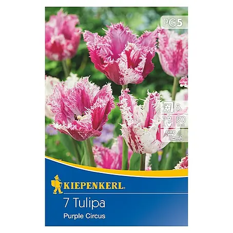 Kiepenkerl  Frühlingsblumenzwiebeln Gefranste Tulpe Purple Circus