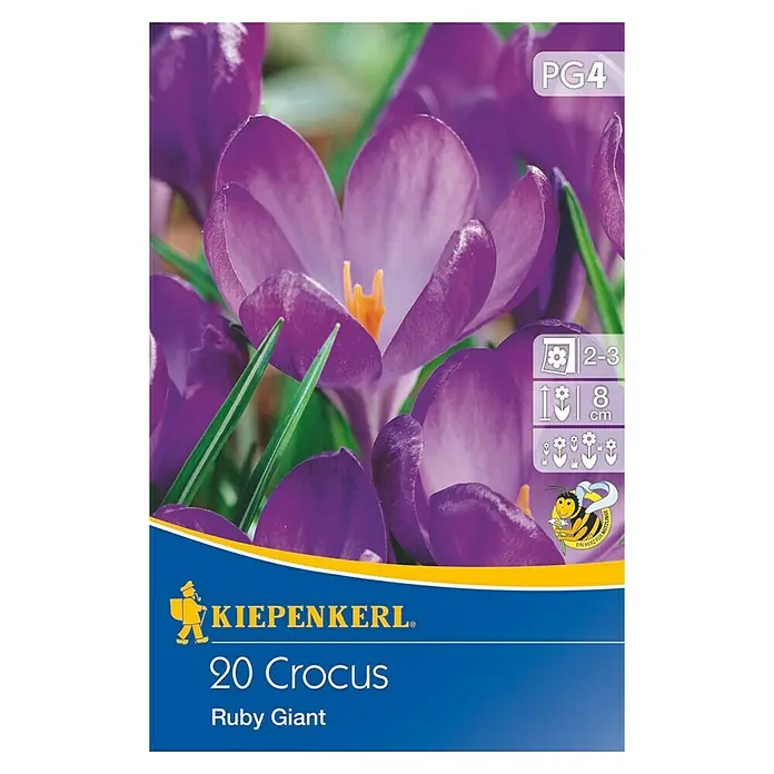 Kiepenkerl Frühlingsblumenzwiebeln Wildkrokus Ruby Giant - Crocus tommasinianus, 20 Stk. - Vorderansicht