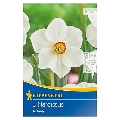 Kiepenkerl  Frühlingsblumenzwiebeln Dichternarzisse 'Actaea'