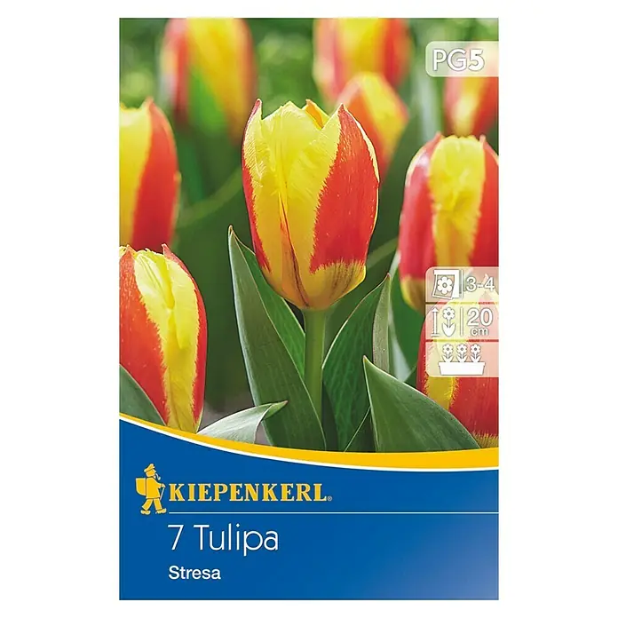Kiepenkerl Frühlingsblumenzwiebeln Kaufmanniana-Tulpe Stresa - Tulipa kaufmanniana, 7 Stk. - Vorderansicht