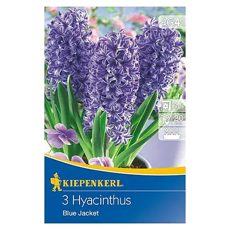 Kiepenkerl  Frühlingsblumenzwiebeln Hyacinthe Blue Jacket