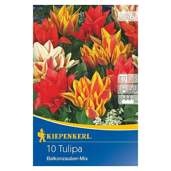 Kiepenkerl Frühlingsblumenzwiebel-Mix - Tulipa greigii 'Balkonzauber, 10 Stk. - Vorderansicht