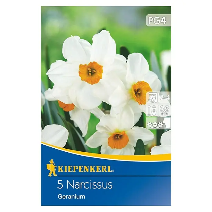 Kiepenkerl Frühlingsblumenzwiebeln Poetaz Narzisse Geranium - Narcissus tazetta, 5 Stk. - Vorderansicht
