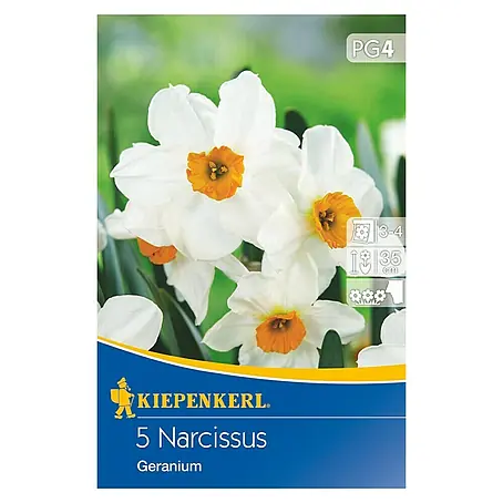 Kiepenkerl  Frühlingsblumenzwiebeln Poetaz Narzisse Geranium