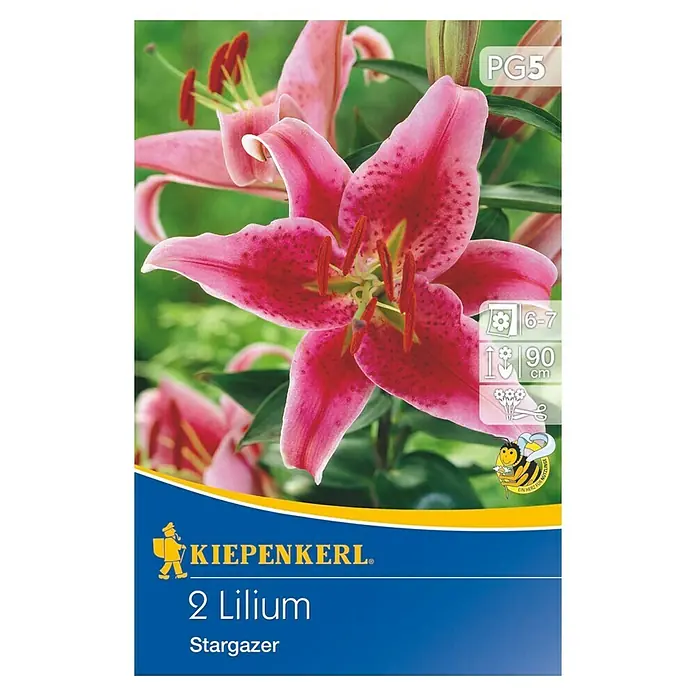 Kiepenkerl Sommerblumenzwiebeln Oriental-Lilie 'Stargazer' - Lilium x oriental - hybride, 2 Stk. - Vorderansicht