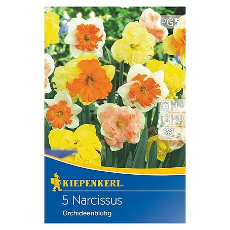 Kiepenkerl  Frühlingsblumenzwiebeln Narzissenmischung Orchideenblütiger Mix