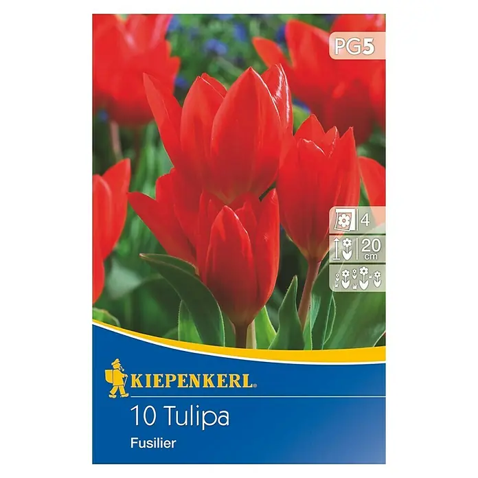 Kiepenkerl Frühlingsblumenzwiebeln Wildtulpe Fusilier - Tulipa praestans, 10 Stk. - Vorderansicht