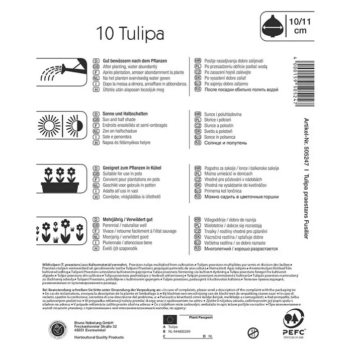Kiepenkerl Frühlingsblumenzwiebeln Wildtulpe Fusilier - Tulipa praestans, 10 Stk. - Rückansicht