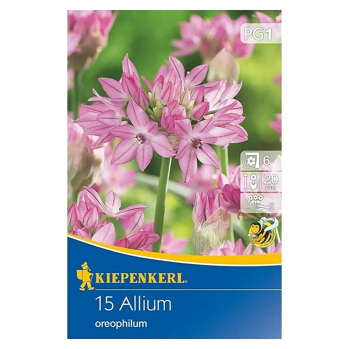 Kiepenkerl Sommerblumenzwiebeln Zierlauch oreophilum - Allium oreophilum, 15 Stk. - Vorderansicht