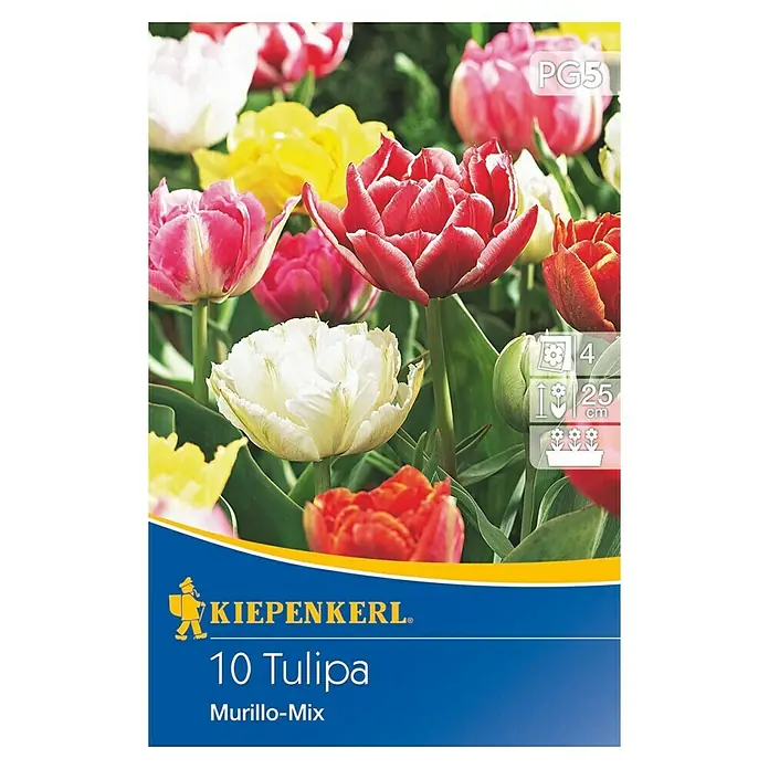 Kiepenkerl Frühlingsblumenzwiebel-Mix - Tulipa 'Murillo Mix', 10 Stk. - Vorderansicht