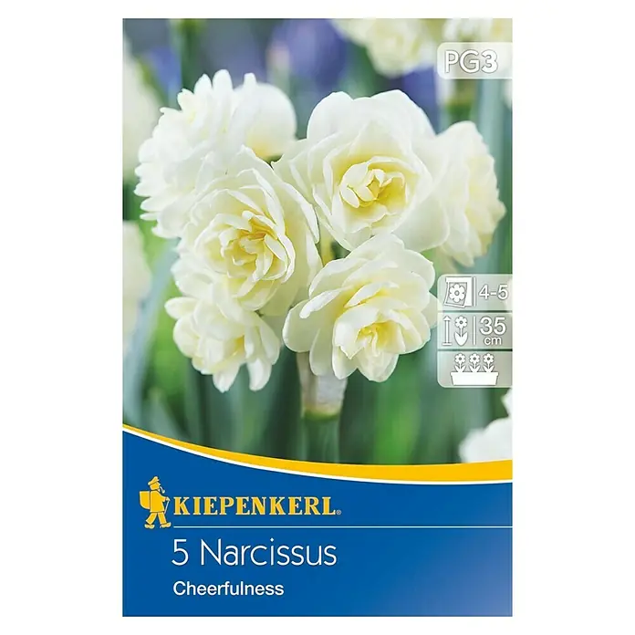 Kiepenkerl Frühlingsblumenzwiebeln Poetaz Narzisse Cheerfulness - Narcissus pseudonarcissus, 5 Stk. - Vorderansicht