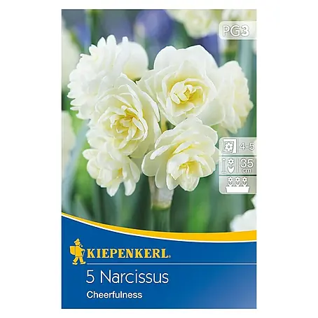 Kiepenkerl  Frühlingsblumenzwiebeln Poetaz Narzisse Cheerfulness