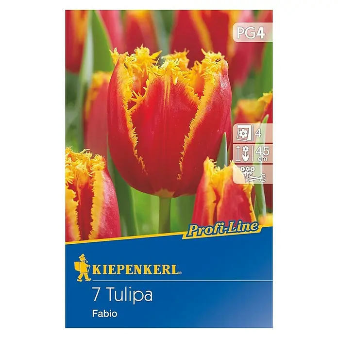 Kiepenkerl Frühlingsblumenzwiebeln - Tulipa 'Fabio', Rot/Gelb gefranst, 7 Stk. - Vorderansicht